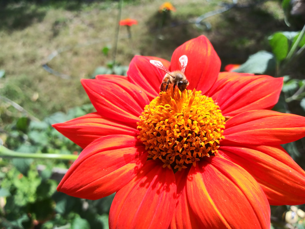 bee pollenating